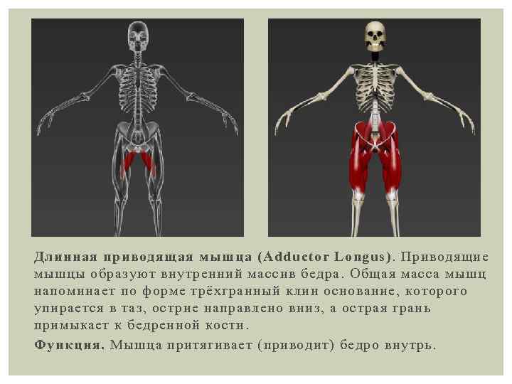 Длинная приводящая мышца (Adductor Longus). Приводящие мышцы образуют внутренний массив бедра. Общая масса мышц