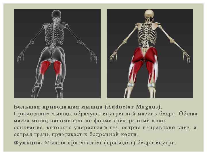 Мышцы таза анатомия в картинках