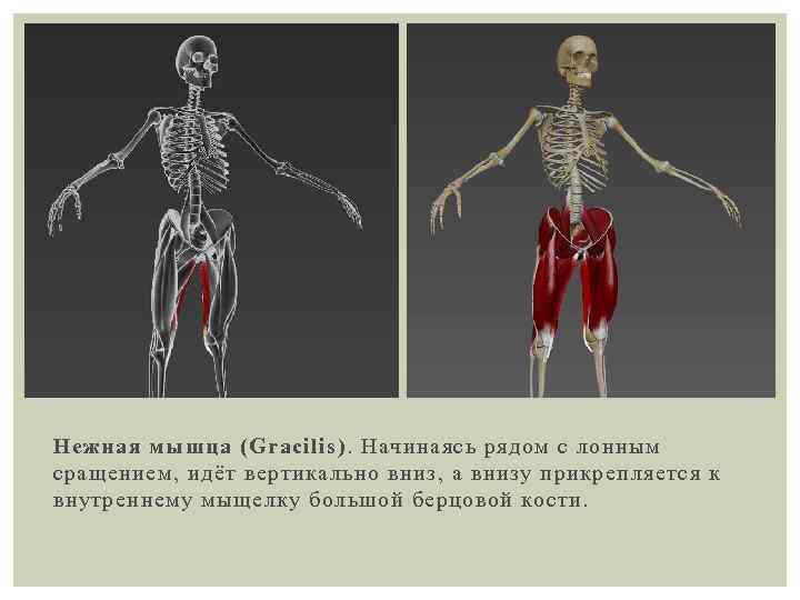 Нежная мышца (Gracilis). Начинаясь рядом с лонным сращением, идёт вертикально вниз, а внизу прикрепляется