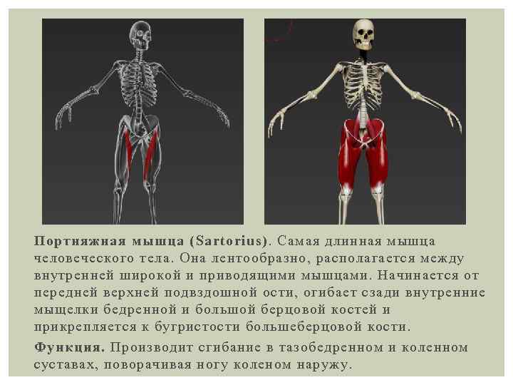 Портняжная мышца (Sartorius). Самая длинная мышца человеческого тела. Она лентообразно, располагается между внутренней широкой