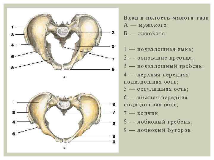 Мышцы таза анатомия в картинках