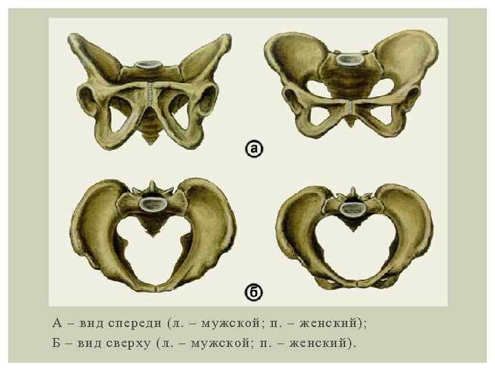 А – вид спереди (л. – мужской; п. – женский); Б – вид сверху