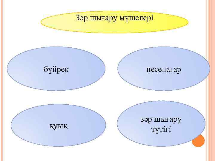 Зәр шығару мүшелері бүйрек несепағар қуық зәр шығару түтігі 
