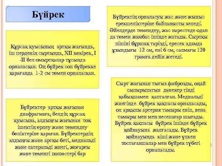 Бүйрек Құрсақ қуысының артқы жағында, іш перденің сыртында, ХІІ көкірек, І -ІІ бел омыртқалар