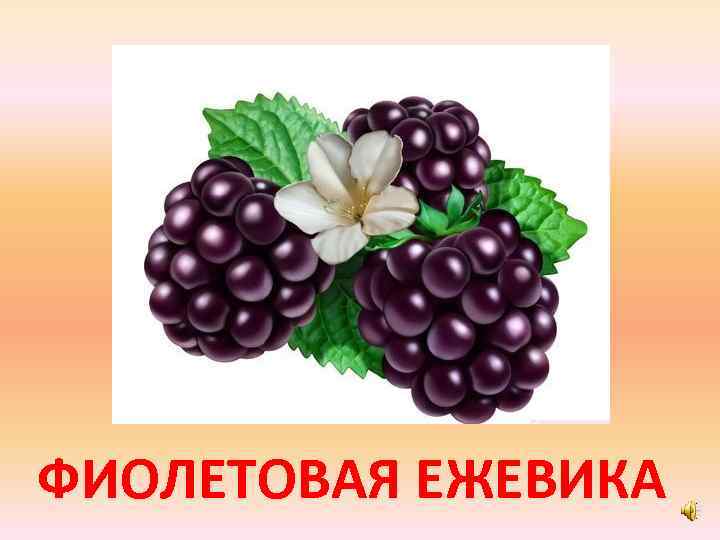 ФИОЛЕТОВАЯ ЕЖЕВИКА 