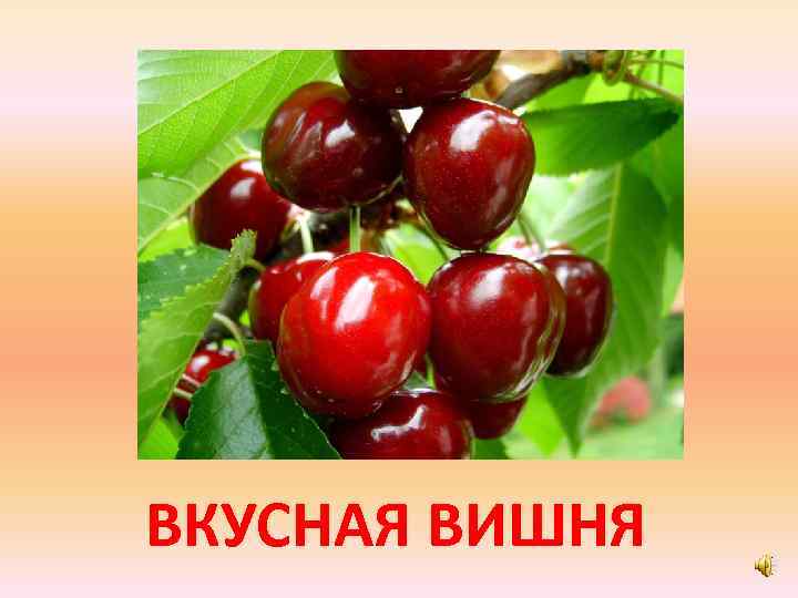 ВКУСНАЯ ВИШНЯ 