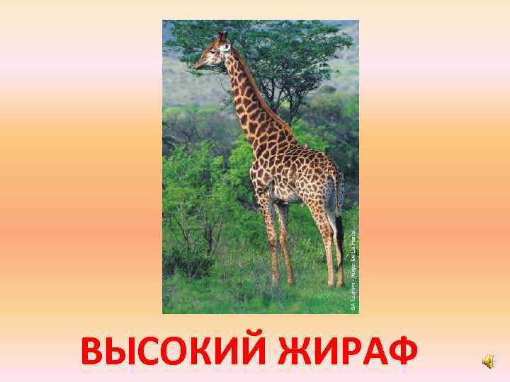 ВЫСОКИЙ ЖИРАФ 