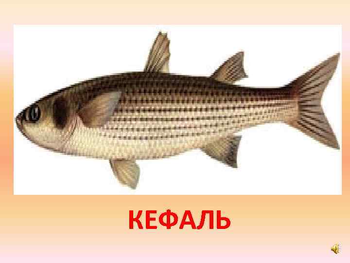 КЕФАЛЬ 