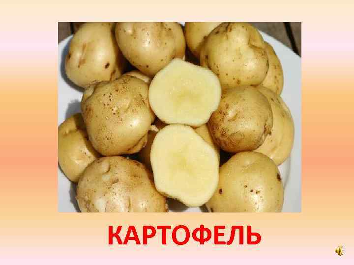 КАРТОФЕЛЬ 