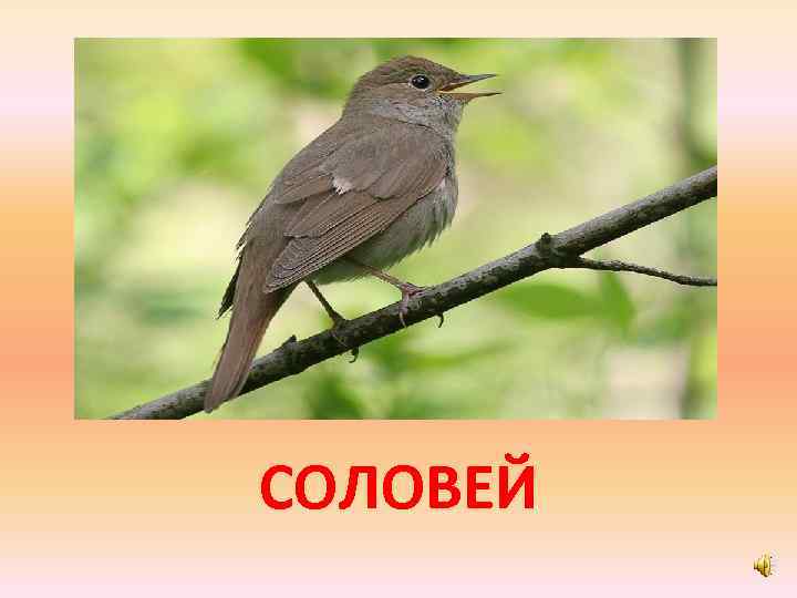 СОЛОВЕЙ 