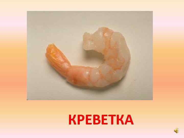 КРЕВЕТКА 