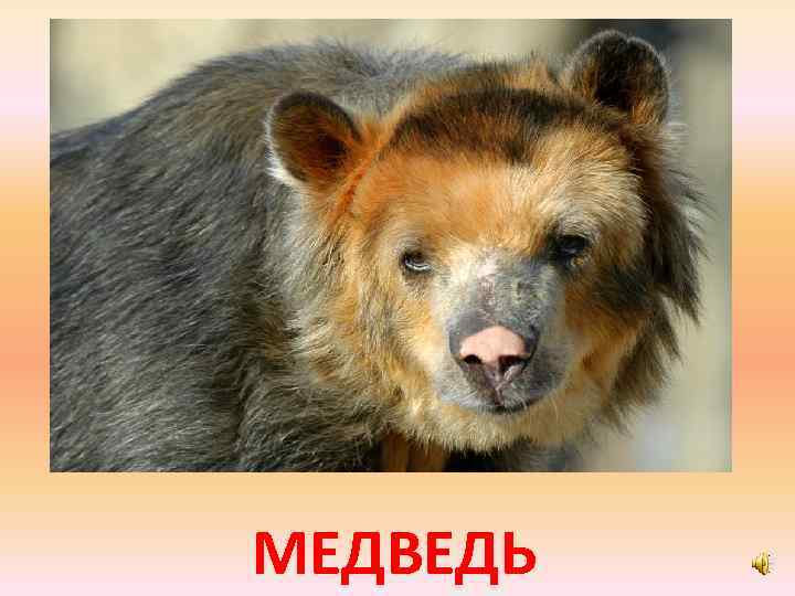 МЕДВЕДЬ 