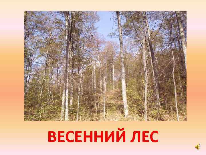 ВЕСЕННИЙ ЛЕС 