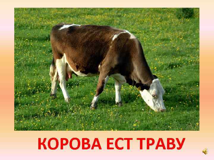 КОРОВА ЕСТ ТРАВУ 