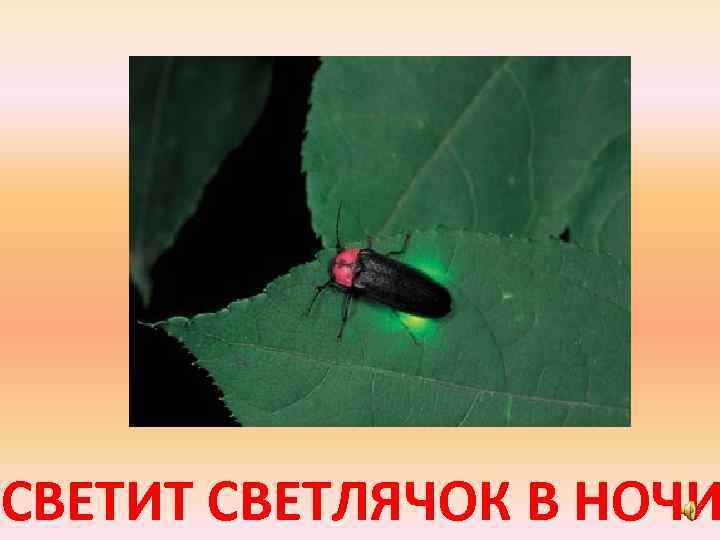 СВЕТИТ СВЕТЛЯЧОК В НОЧИ 