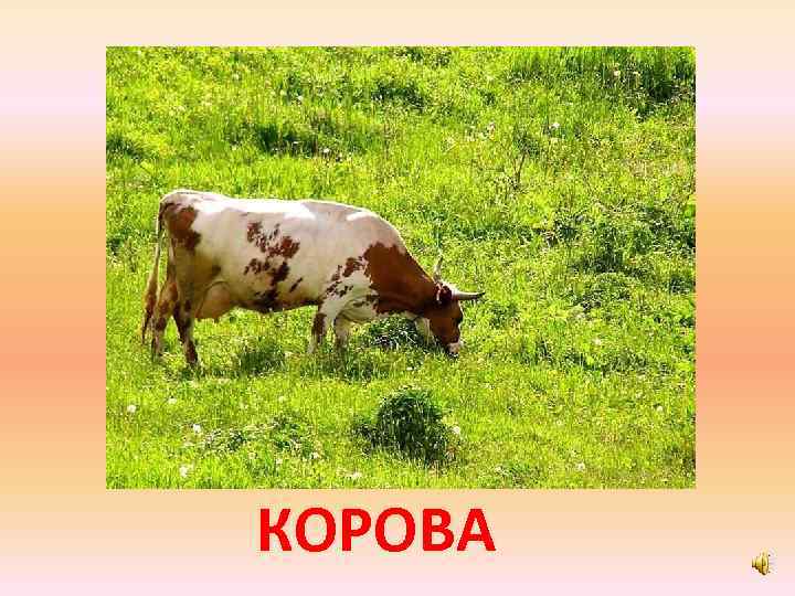 КОРОВА 