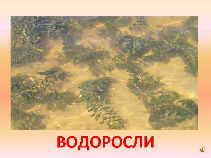 ВОДОРОСЛИ 