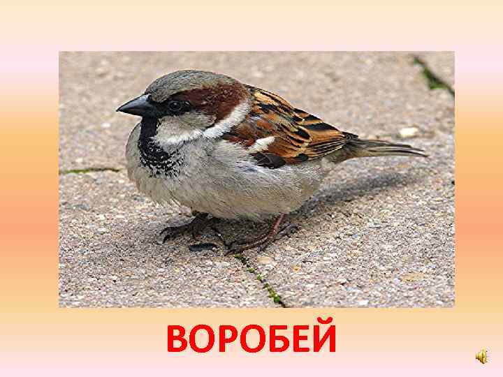 ВОРОБЕЙ 