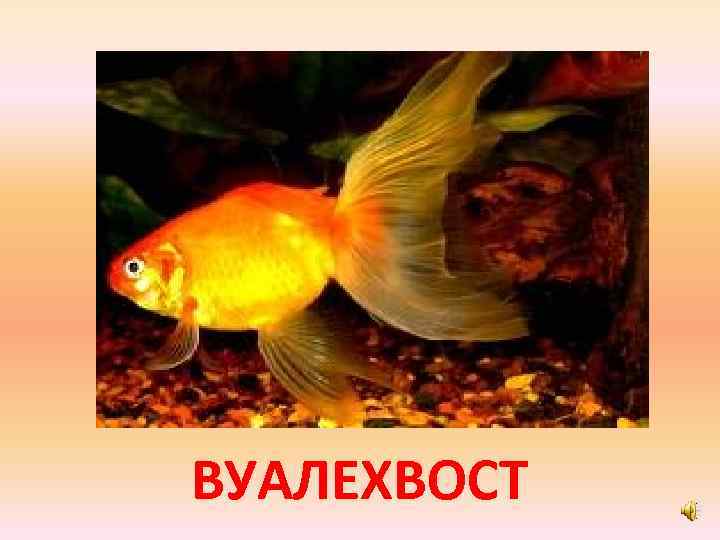 ВУАЛЕХВОСТ 