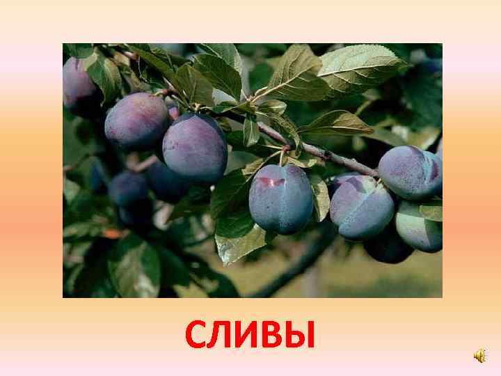 СЛИВЫ 