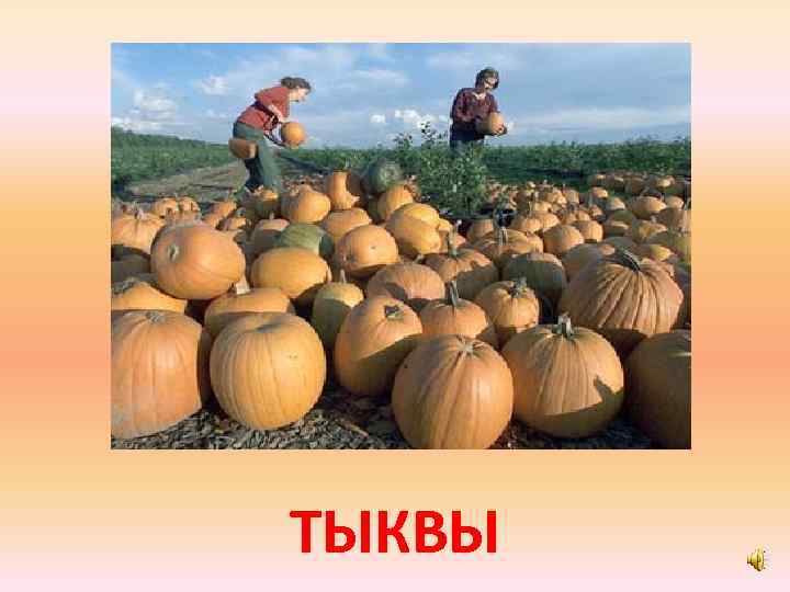 ТЫКВЫ 