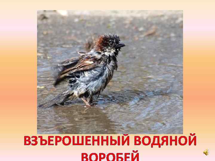 ВЗЪЕРОШЕННЫЙ ВОДЯНОЙ 