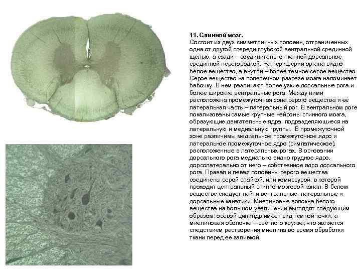 11. Спинной мозг. Состоит из двух симметричных половин, отграниченных одна от другой спереди глубокой