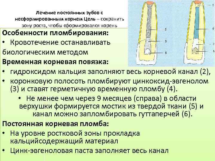 Апексогенез и апексификация презентация