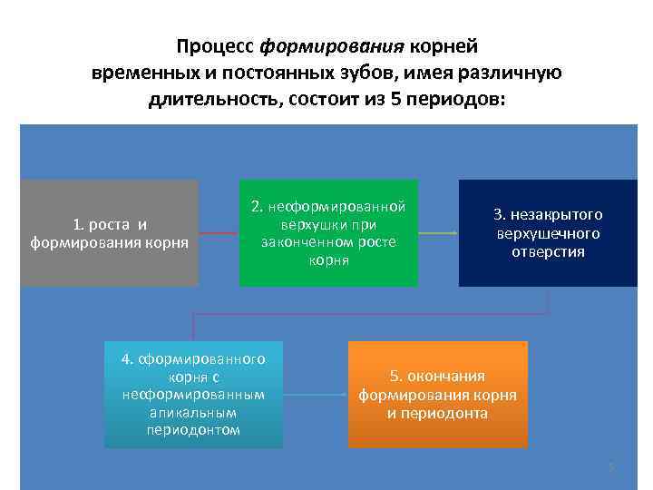 Процесс формирования корней временных и постоянных зубов, имея различную длительность, состоит из 5 периодов: