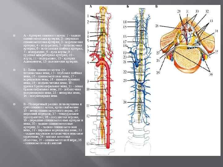 Спинальный кровообращение. Вены спинного мозга анатомия. Кровоснабжение спинного мозга схема. Кровоснабжение шейного отдела спинного мозга. Сосуды спинного мозга анатомия.