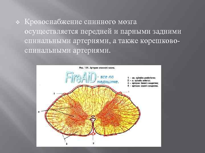 v  Кровоснабжение спинного мозга осуществляется передней и парными задними спинальными артериями, а также