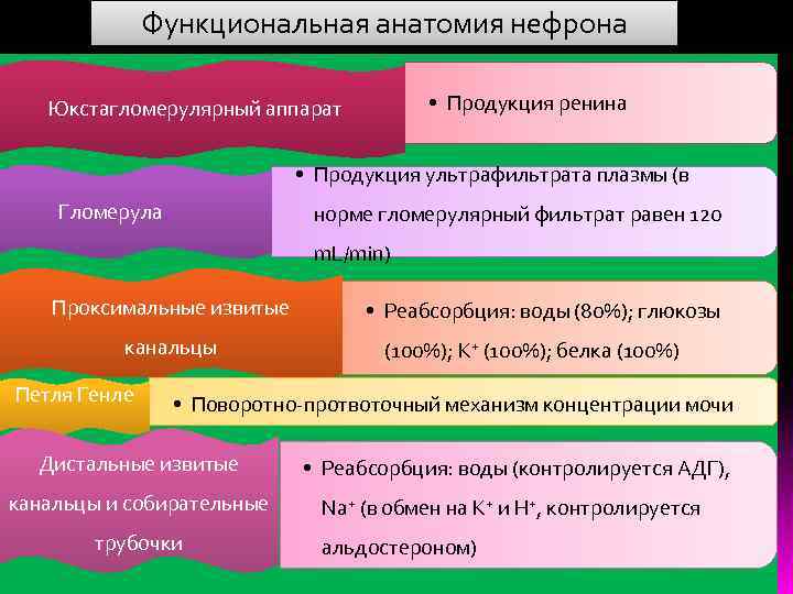    Функциональная анатомия нефрона Юкстагломерулярный аппарат  • Продукция ренина  