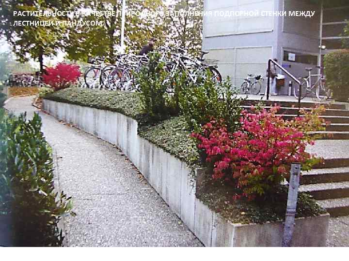 РАСТИТЕЛЬНОСТЬ В КАЧЕСТВЕ ПРИРОДНОГО ЗАПОЛНЕНИЯ ПОДПОРНОЙ СТЕНКИ МЕЖДУ ЛЕСТНИЦЕЙ И ПАНДУСОМ 