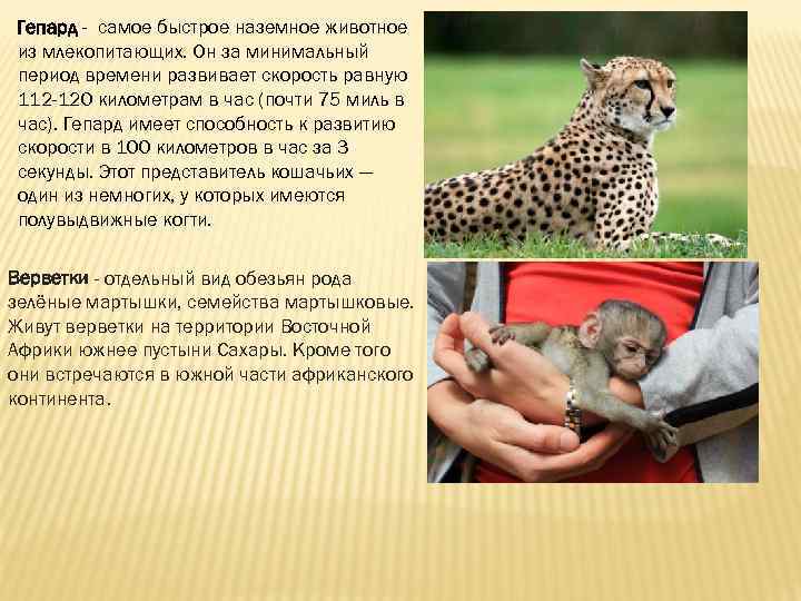 Гепард - самое быстрое наземное животное из млекопитающих. Он за минимальный период времени развивает