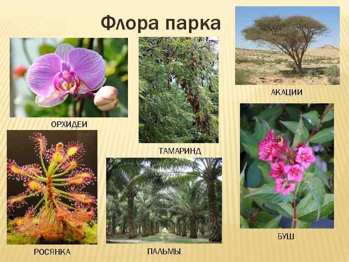    Флора парка       АКАЦИИ ОРХИДЕИ 