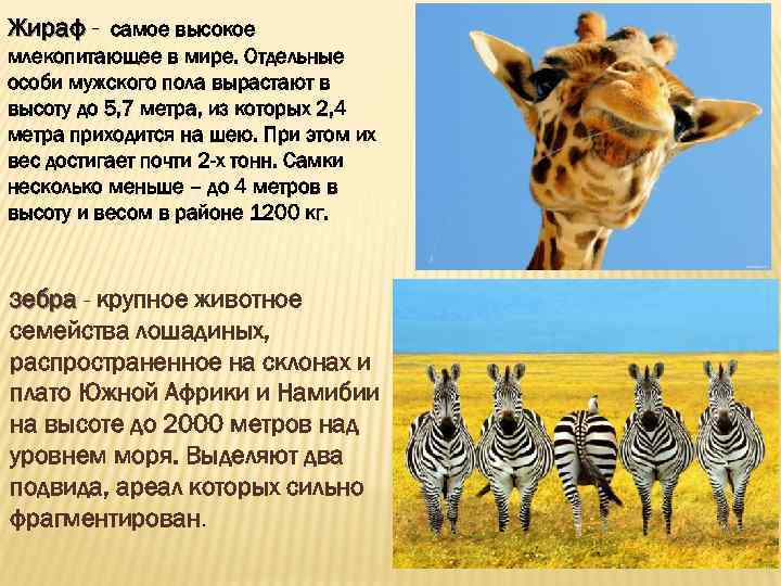 Жираф - самое высокое млекопитающее в мире. Отдельные особи мужского пола вырастают в высоту