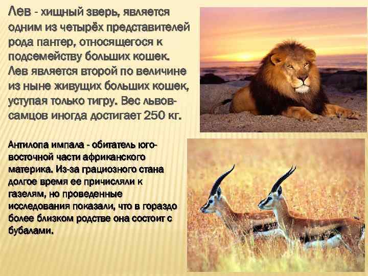 Лев - хищный зверь, является одним из четырёх представителей рода пантер, относящегося к подсемейству