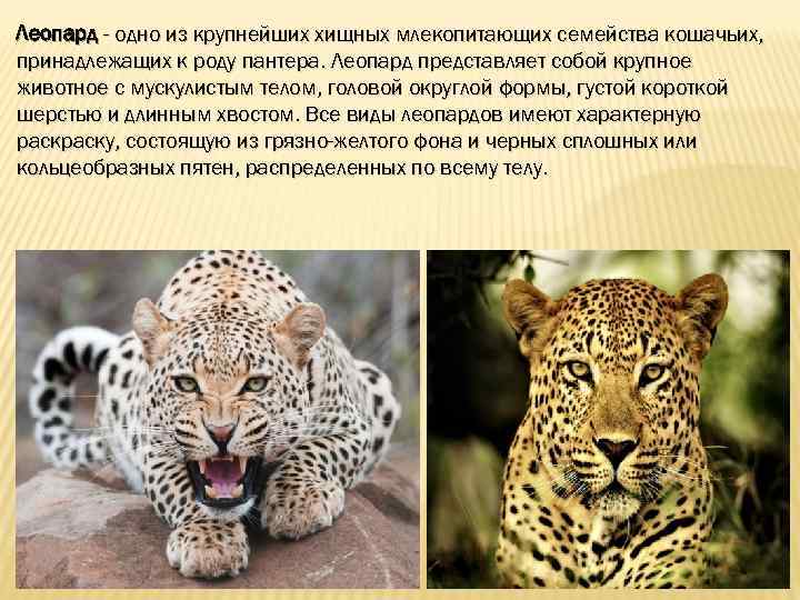 Леопард - одно из крупнейших хищных млекопитающих семейства кошачьих, принадлежащих к роду пантера. Леопард