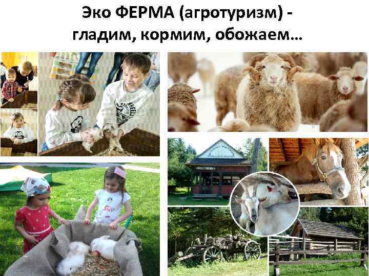  Эко ФЕРМА (агротуризм) - гладим, кормим, обожаем… 