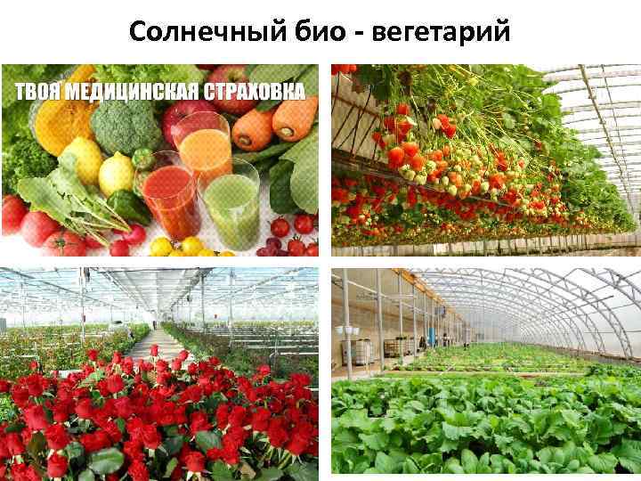 Солнечный био - вегетарий 