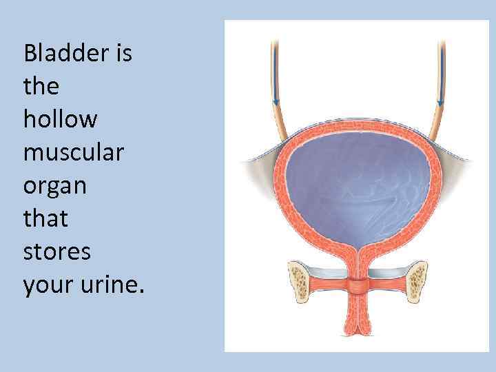 Bladder is the hollow muscular organ that stores your urine. 
