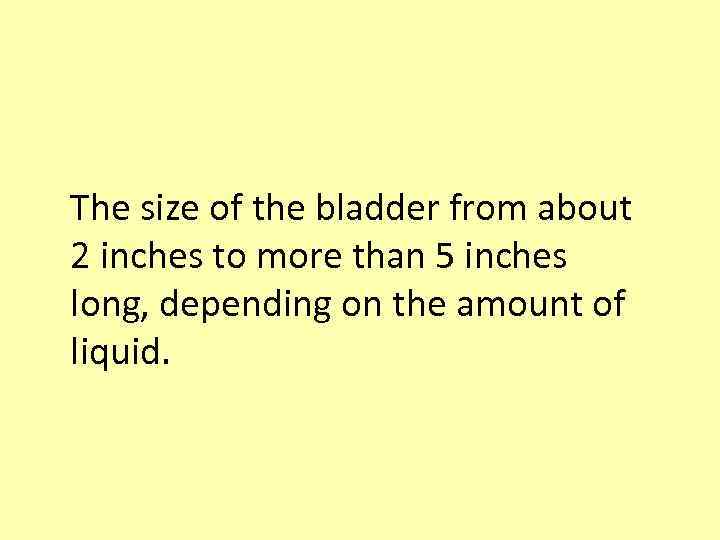 The size of the bladder from about 2 inches to more than 5 inches
