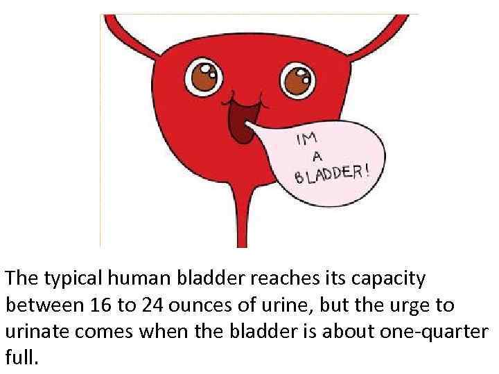 The typical human bladder reaches its capacity between 16 to 24 ounces of urine,