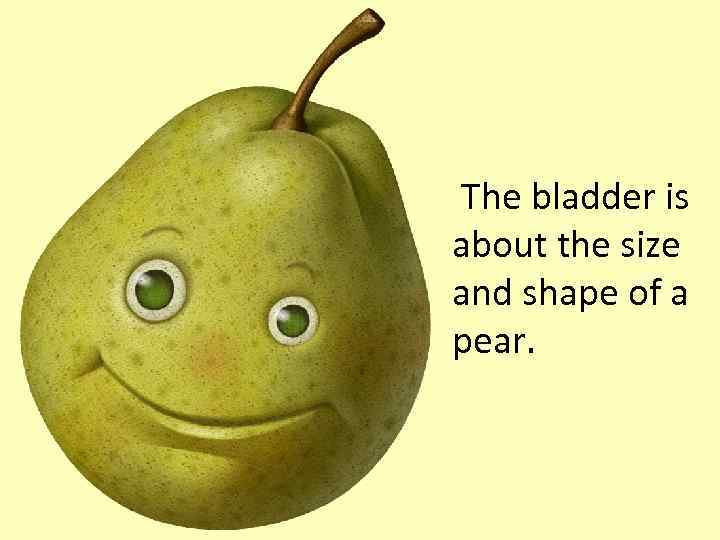 The bladder is about the size and shape of a pear. 