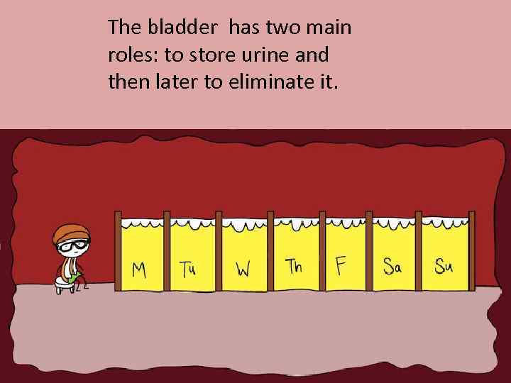 The bladder has two main roles: to store urine and then later to eliminate