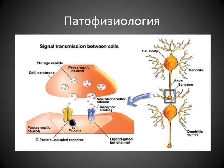 Патофизиология Патофизиология