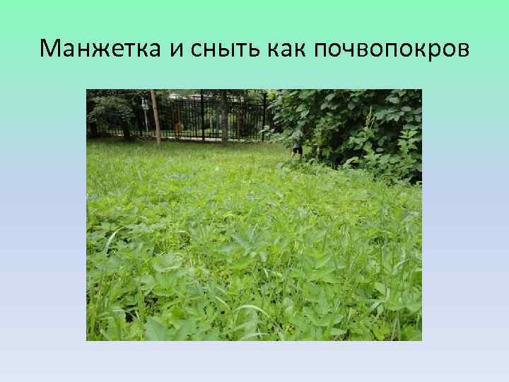 Манжетка и сныть как почвопокров 