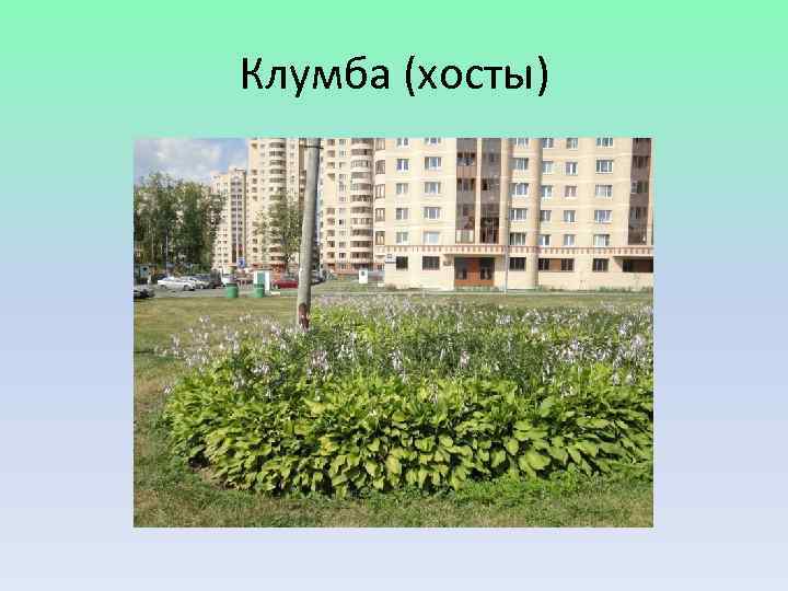 Клумба (хосты) 