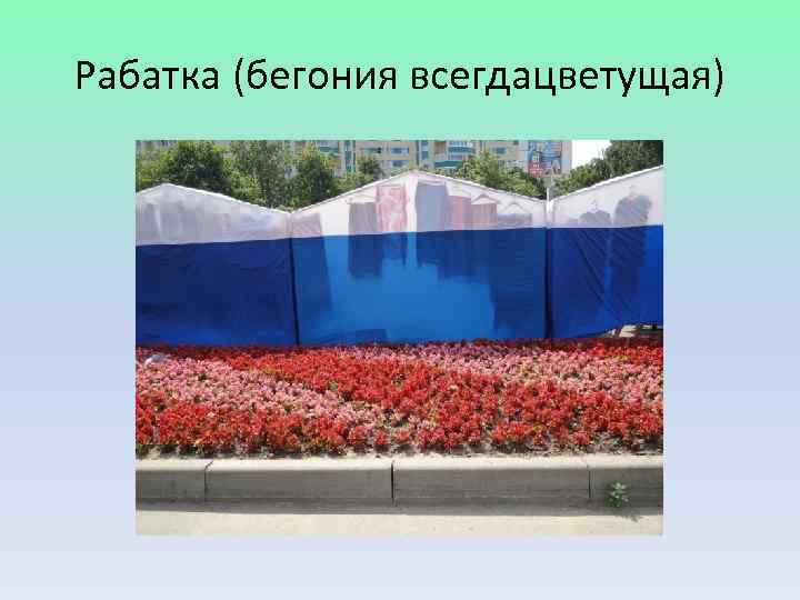 Рабатка (бегония всегдацветущая) 