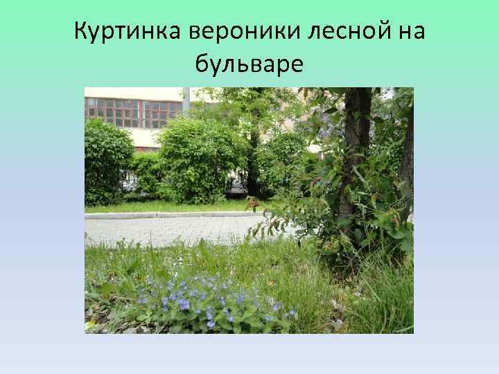 Куртинка вероники лесной на  бульваре 